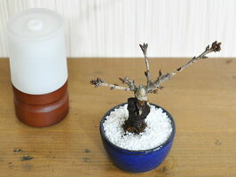盆栽お試し桜ミニ