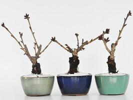 盆栽お試し桜ミニ