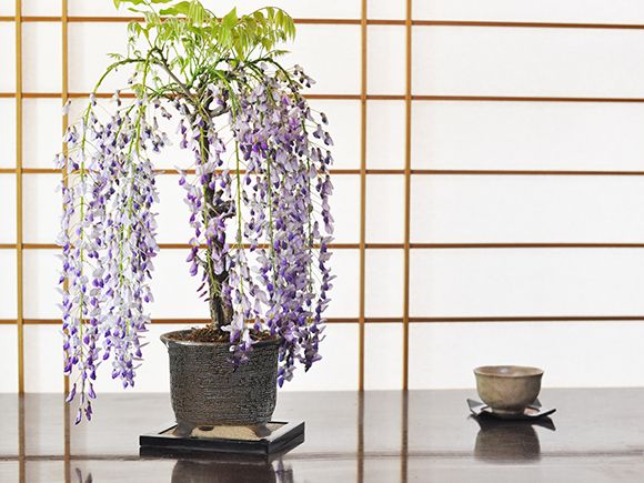 ＼最大10%OFFクーポン！マラソン／盆栽 藤 1才藤 大きめ 花物盆栽 鉢植え 鉢花 観...