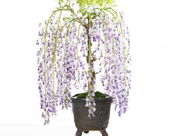 ＼最大10%OFFクーポン！マラソン／盆栽 藤 1才藤 大きめ 花物盆栽 鉢植え 鉢花 観...