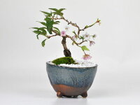 十月桜 生子信楽鉢 桜のモダン盆栽 ミニ盆栽 bonsai 満開 お花見 ボンサイ 鉢植え 桜 sakura さくら 盆栽妙 専門店 桜特集