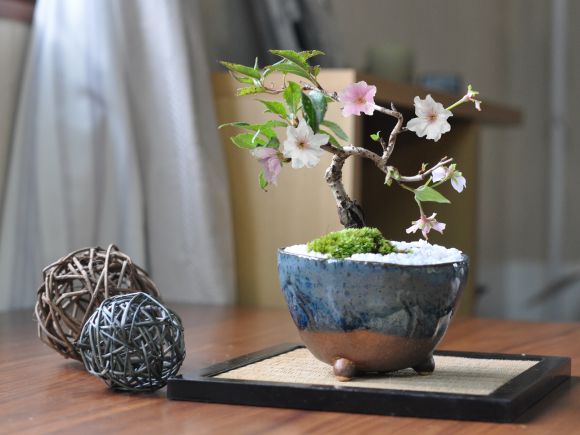 十月桜 生子信楽鉢 桜のモダン盆栽 ミニ盆栽 bonsai 満開 お花見 ボンサイ 鉢植え 桜 sakura さくら 盆栽妙 専門店 桜特集
