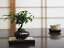 ߥߺ  3ǯ ̵ Ϸ 䥬 ¤ ߥ˥ߥߺ 鿴  ̣ ץ쥼 ե £ʪ £  ˤ࿦ Źˤ ǯ 뺧    Ĺˤ Ϸ ȭ bonsai