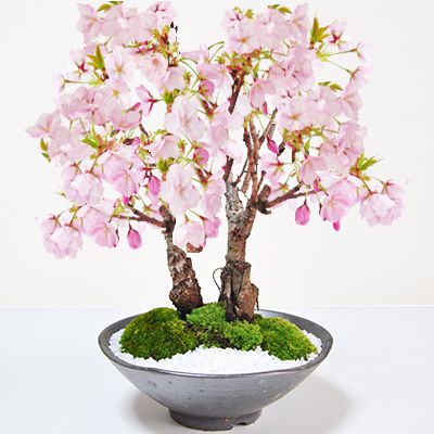 開花終了 桜 盆栽 桜の盆栽 旭山桜の2本立ち さかづきの器 盆栽 桜 満開桜 お花見 初心者 室内 1才桜 旭山 盆栽桜 さくら 鉢植え プレゼント ギフト 贈答品 誕生日 お祝い退職 開店祝い 結婚 移転 送別 昇進 長寿祝い bon