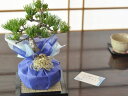 はじめる趣味の盆栽 五葉松と盆栽道具のセット バレンタインのプレゼント【盆栽 ミニ盆栽 鉢植】