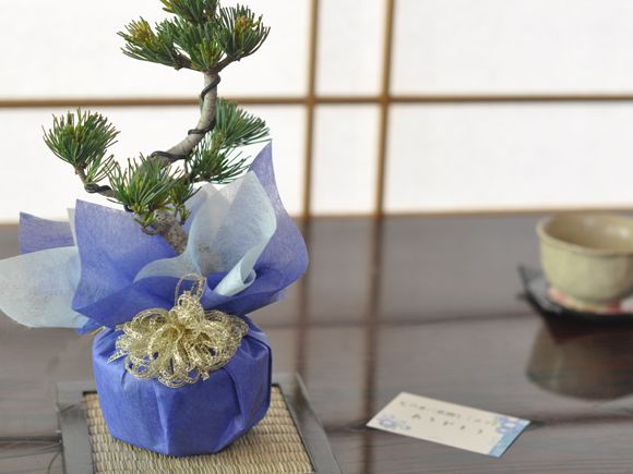 バレンタインの盆栽 気軽にはじめられるお手頃な松盆栽【盆栽 ミニ盆栽 鉢植】
