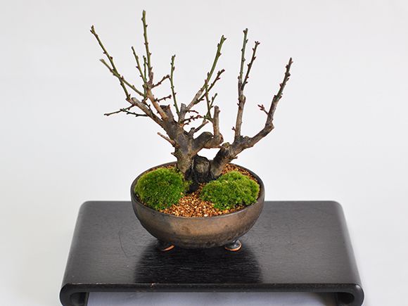 ミニ盆栽 梅 紅白梅 大樹 白梅 紅梅 梅 梅のミニ盆栽 花 小品 インテリア 初心者 ...