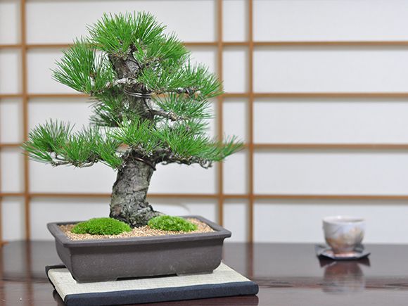 黒松の盆栽｜中品