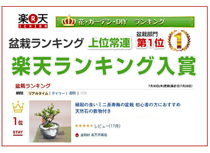 盆栽 ミニ 長寿梅 花 天然石の敷物付き プレゼント ミニ 入門 初心者 セット 室内 おしゃれ モダン ラッピング メッセージカード お父さん お母さん 贈り物 花 鉢花 鉢植え ギフト お祝い