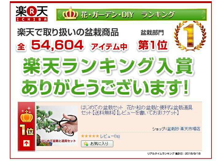 盆栽 選べる ミニ盆栽と道具のセット 父の日 長寿梅 五葉松 桜 葉姿 初心者セット 入門 はさみ ピンセット 薬剤 園芸 トレー 初心者 盆栽デビュー 初心者 インテリア モダン 室内 デスク 卓上 誕生日 お祝い 退職 新築 改装