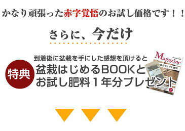 【圧倒的な高レビュー!】盆栽 送料無料 お試しミニ盆栽 黒松 はじめてでも安心 盆栽はじめてブックプレゼント中【和 観葉植物 職人 趣味 ホビー 松盆栽 ミニ盆栽 bonsai 盆栽 入門 初心者 おためし ボンサイ】