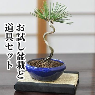 ●お届けする商品は写真と同程度のものになります。自然の植物のため若干の高さ、枝ぶりがことなる場合がございます。 商品名 はじめての盆栽 育てやすい黒松のミニ盆栽とはじめて道具4点セット 商品詳細 ●品種：黒松 ●盆栽の大きさ：樹高10cm×幅3cm 盆栽鉢の大きさ：万古焼 鉢幅8cm×高5cm 【セット内容】 国産盆栽鋏 ピンセット ベニカ薬剤 作業用受け皿 剪定する。葉を取る。虫対策。のお手入れがこなせます。はじめはここからスタートして必要になる道具を増やしていきましょう。 植物の特性上、全ての盆栽が写真とは形状が異なりますがご了承いただけますようお願いいたします。 ●育て方：春と秋は日に1〜2回、夏場は日に2回、冬は2〜3日に1回程度の水やりをします。盆栽の表土が乾いたら十分に水を与えて下さい。与え過ぎで枯れることはありません。普段は日当たりがよく、風通しの良い場所で管理します。夏場は半日程度、影になるぐらいの日当たりの良さで、冬場は風や霜の当たりにくいところが好ましいです。 ●お試し商品のためラッピングは出来ません。ご了承下さい。盆栽 ミニ お試し初めてのミニ盆栽黒松。 ■初めて盆栽をされる方におすすめの黒松ミニ盆栽（盆栽樹高10センチ幅3センチ程度）と はじめに必要になる盆栽道具のセットです。本格的な盆栽鋏とピンセットなどがセットです。 剪定する。葉を取る。虫対策。のお手入れがこなせます。はじめはここからスタートして必要になる道具を増やしていきましょう。 【セット内容】 国産盆栽鋏 ピンセット ベニカ薬剤 作業用受け皿 ☆黒松の盆栽は成長が早く、一年中の緑を楽しめます。小さくてもしっかりと幹が曲がった和の趣たっぷりの植物です。これからはじめる方にぴったりの盆栽です。 ■本格的な盆栽ですがとてもお安くお試し価格でお買い求め頂けます。安さの理由は、まだ2年程度の若木であること、盆栽をもっと知ってほしいという気持ちです。これが盆栽をはじめるきっかけになるとうれしいです。これから育てる楽しみがいっぱい。 ＜ご注意＞ ※輸送期間の品質保持が困難なため、ただいま北海道・沖縄への配送を見合わせております。該当地域へお届けのご注文はキャンセルさせていただきます。 ※お試し盆栽のためメッセージカード、ラッピングは出来ません。贈り物の場合は通常商品をお選び下さい。 ※植物のためお届けするものには個体差があります。 また、陶器鉢の種類や形が写真と異なる場合があります。ご了承の上、ご購入くださいませ。