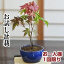 盆栽 もみじ お試し チビ 紅葉 鉢植え ミニ盆栽 和 観葉植物 職人 趣味 ホビー 紅葉盆栽 bonsai 盆栽 入門 初心者 おためし ボンサイ 初心者 bonsai ボンサイ 趣味 和 日本 伝統 文化 アート 園芸 ガーデニング 卓上 プレゼント 開店 開業 祝