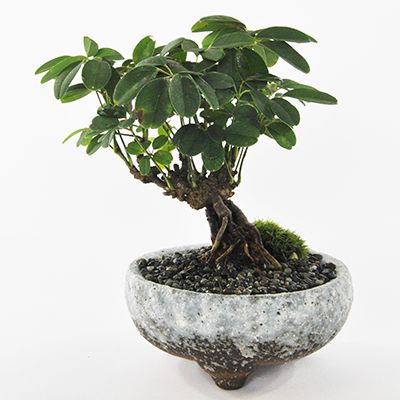 盆栽 あけび 花 実 ミニ【 ミニ盆栽 bonsai ボンサイ ぼんさい 小品 誕生日 引越し 祝 昇進 退職 定年 男性 贈り物 ギフト プレゼント 趣味 室内 インテリア 和室 床の間 】