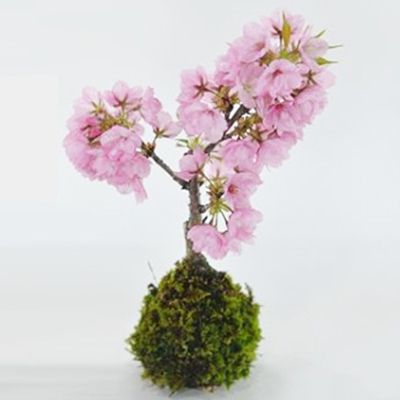 開花終了 桜 盆栽 苔玉 ミニ盆栽 ミニ桜 ミニ 苔盆栽 初心者 室内 鑑賞 卓上盆栽 一才桜 旭山桜 bonsai ぼんさい 誕…