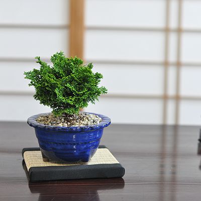 ミニ盆栽 津山檜 ミニミニ盆栽 ミニ檜 bonsai ぼんさい 檜 ヒノキ ひのき 初心者 入門 室内鑑賞 鉢植え プレゼント ギフト 贈り物 ラッピング 誕生日 長寿祝い 賀寿祝い 開店祝い オープン 開業 移転 就任 退職 お祝い 御礼