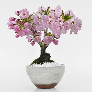 盆栽 桜 さくらの信楽茶碗鉢 ミニ盆栽 陶器鉢4号 樹齢5年 盆栽ギフト かわいい おしゃれ 初心者 贈り物 ギフト プレゼント 誕生日 バレンタイン さくら 母の日 sakura bonsai ぼんさい 桜特集