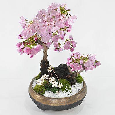 開花終了 盆栽 桜の寄せ植え 大小の桜に小さい梅花オーレンがかわいい桜の公園風 【盆栽 陶器鉢6号 盆栽ギフト かわ…