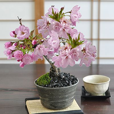 開花終了 桜 盆栽 ミニ盆栽 ミニ桜 