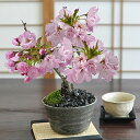 開花終了 桜 盆栽 ミニ盆栽 ミニ桜 桜盆栽 風流な盆栽 信楽焼 盆栽ギフト 自宅でお花見 かわいい おしゃれ 初心者 室内 鑑賞 贈り物 ギフト プレゼント 退職 開店祝い 周年 結婚 入学 移転 送別 昇進 長寿祝い バレンタインデー ホワイトデ