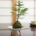 盆栽 松 エゾ松の苔玉 エゾマツ 蝦夷松 ミニ盆栽 コケ玉 苔 こけだま ミニ松 初心者 室内鑑賞 インテリアグリーン かわいい おしゃれ プレゼント ギフト ...