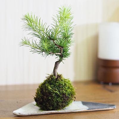 盆栽 松 カラマツの苔玉 ミニ盆栽 松盆栽 唐松 こけだま コケ玉 松の盆栽 プレゼント ギフト 贈り物 室内鑑賞 インテリア かわいい 誕生日 お祝い 長寿祝い 賀寿祝い 開店 開業 引越 退職 母の日 父の日 敬老の日 育て方説明書付き