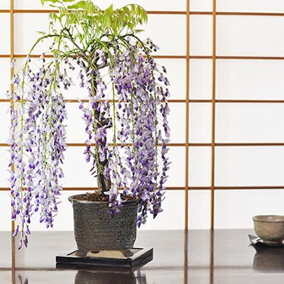 開花終了 盆栽 藤 1才藤 大きめ 花物盆栽 鉢植え 鉢花 観葉植物 一才藤 趣味 室内 鑑賞 モダン プレゼント ギフト 贈り物 贈答 お祝い 誕生日 父の日 退職 開店祝い 周年 結婚 結婚記念日 卒業 入学 記念樹 引越 新築 改装 移転 送別 昇進 長寿祝い 盆栽ギフト