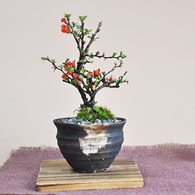 盆栽 花 卓上盆栽 鉢植え ボンサイ bonsai プレゼント ギフト 贈り物 ...