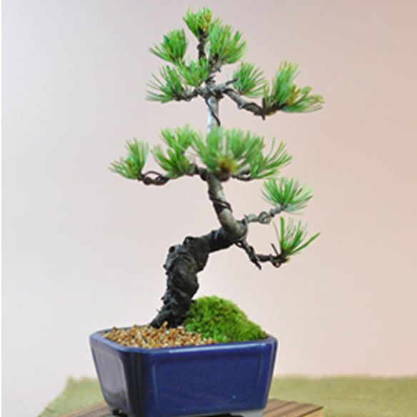 盆栽 松 卓上盆栽 鉢植え ボンサイ bonsai プレゼント ギフト 贈り物 ...