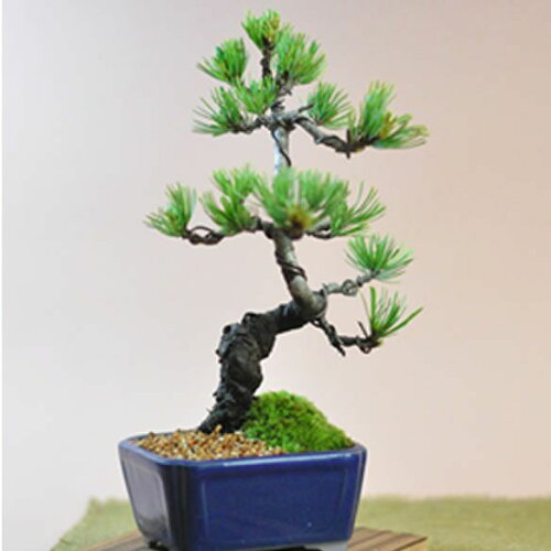 ミニチュア盆栽　卓上盆栽 鉢植え ボンサイ bonsai プレゼント ギフト...