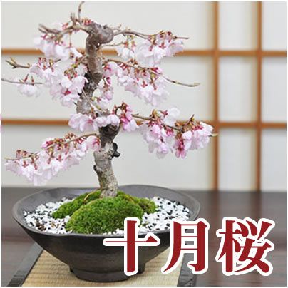 開花終了 盆栽 十月桜 十月桜の盆栽