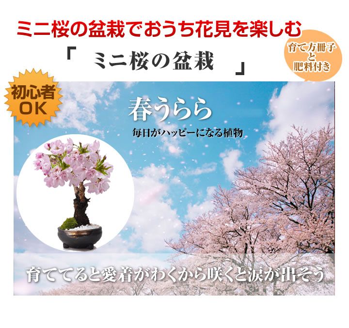 桜 盆栽 ミニ桜 手造り信楽鉢 桜 鉢植え 桜 ミニ盆栽 プチ　bonsai　ボンサイ　さくら ミニ盆栽 桜盆栽 お祝い 花見 開花 満開 1才桜 専門店 送料無料 ギフト 盆栽 開店 お祝い 退職 ラッピング 母の日 父の日 誕生日