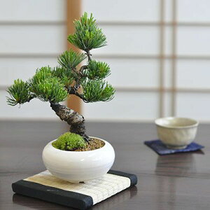 父の日 盆栽 松 五葉松 モダン 信楽鉢 白 4号 【 bonsai ボンサイ 高級 高価 価値 植物 松盆栽 鉢植え 剪定 植え替え 針金 お父さん 初めて 初心者 入門 プレゼント 趣味 退職 老後 シニア 癒し 和 日本 ゆっくり 余暇 楽しみ 室内 ベランダ 庭 】