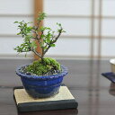 ~ ~ Ԓ~ ~j~ ÏĔ ~j~ ~ S   ӏ ~ ~͖ S bonsai {TC  a { `  A[g | K[fjO  v[g JX J j