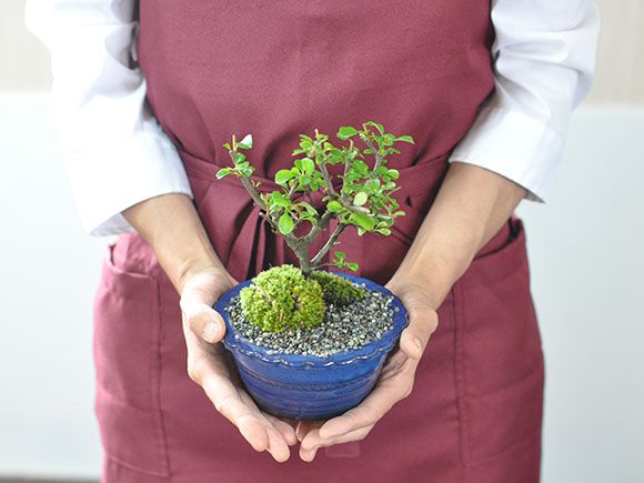 白花長寿梅とはじめて道具セット 白い花を咲かせる縁起の良いお花盆栽 万古焼の陶器鉢 職人仕立て 盆栽妙 店