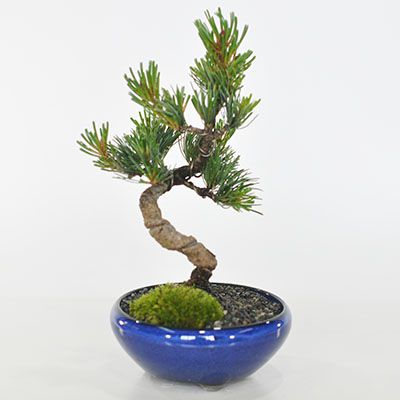 https://thumbnail.image.rakuten.co.jp/@0_gold/bonsai-myo/upload/product/tk008.jpg