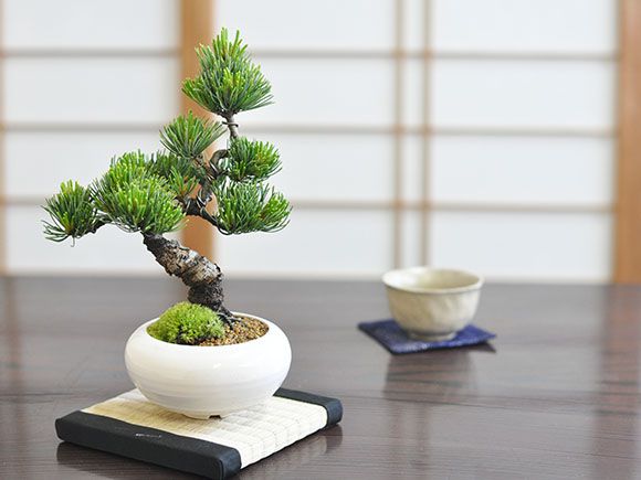 モダン盆栽とはじめて道具セット 普段の生活に取り入れやすいインテリアに合わせやすい緑の松盆栽 盆栽妙 店 モダン盆栽とはじめて道具セット 普段の生活に取り入れやすいインテリアに合わせやすい緑の松盆栽 盆栽妙 店