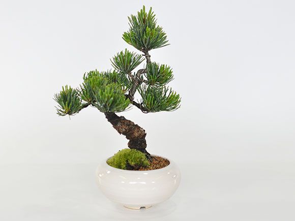 モダン盆栽とはじめて道具セット 普段の生活に取り入れやすいインテリアに合わせやすい緑の松盆栽 盆栽妙 店