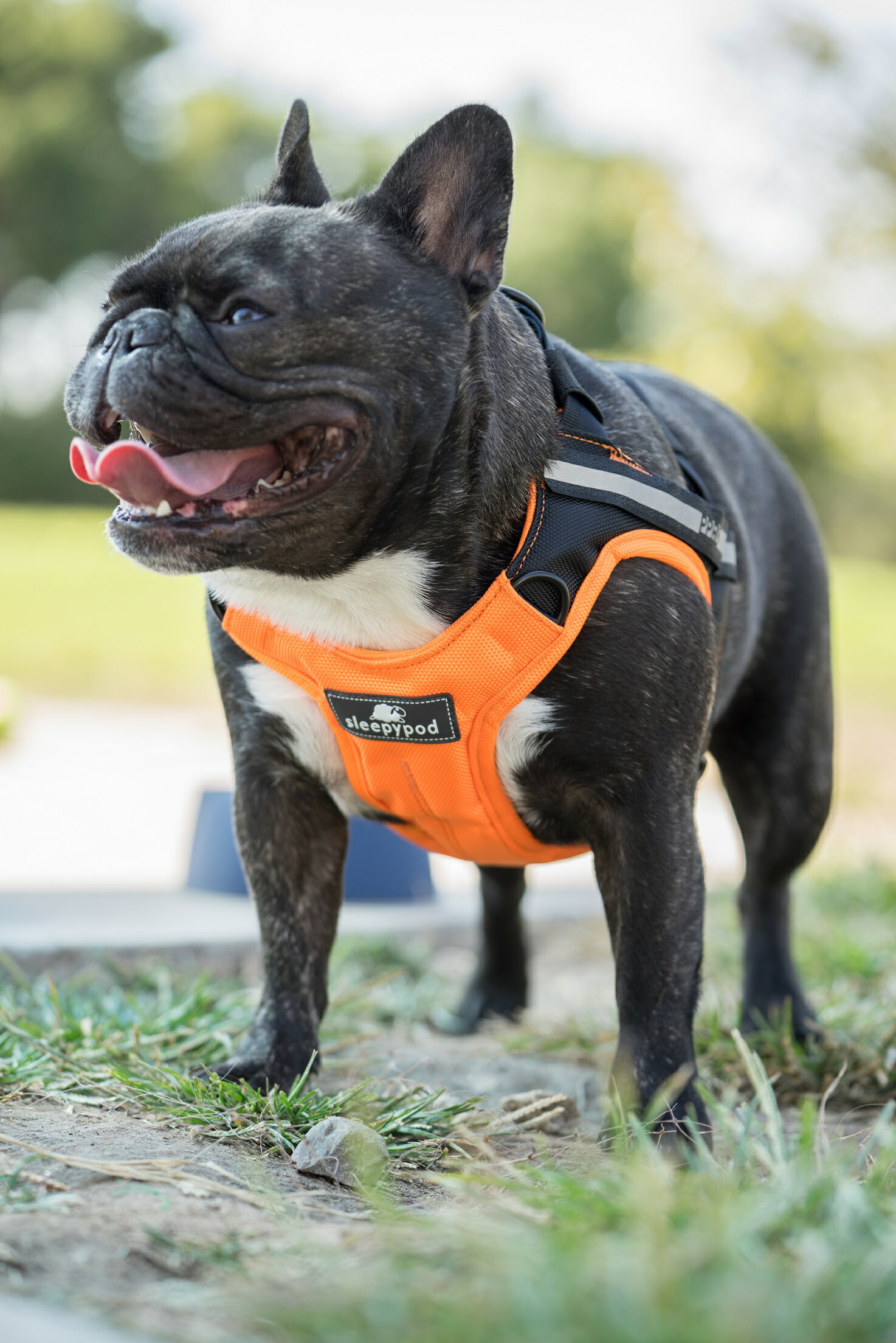 商品説明 特徴 中型犬〜大型犬のためのドライブ時における安全ハーネス。　分厚いパッド入りで普段のハーネスとしても役立ちます！　装着も簡単です！　 海外で行った衝突実験にて、強い衝撃にも破損することなく耐久性を保持できることが実証されました。 カラー ブラック レッド オレンジ 規格 サイズ・容量 胴回り：約80〜100cm 素材 ポリエステル、アルミニウム 生産地 中国中型犬〜大型犬のためのドライブ時における安全ハーネス。　分厚いパッド入りで普段のハーネスとしても役立ちます！　装着も簡単です！　海外で行った衝突実験にて、強い衝撃にも破損することなく耐久性を保持できることが実証されました。 カラー