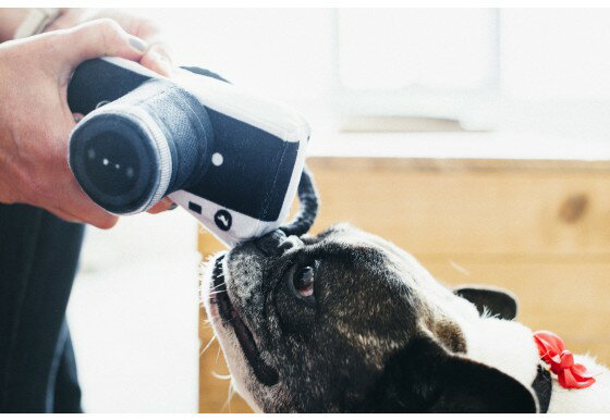 おしゃれなおもちゃ　P.L.A.Y グローブトロッター　カメラ　【ペット/おもちゃ/犬/ぬいぐるみ】