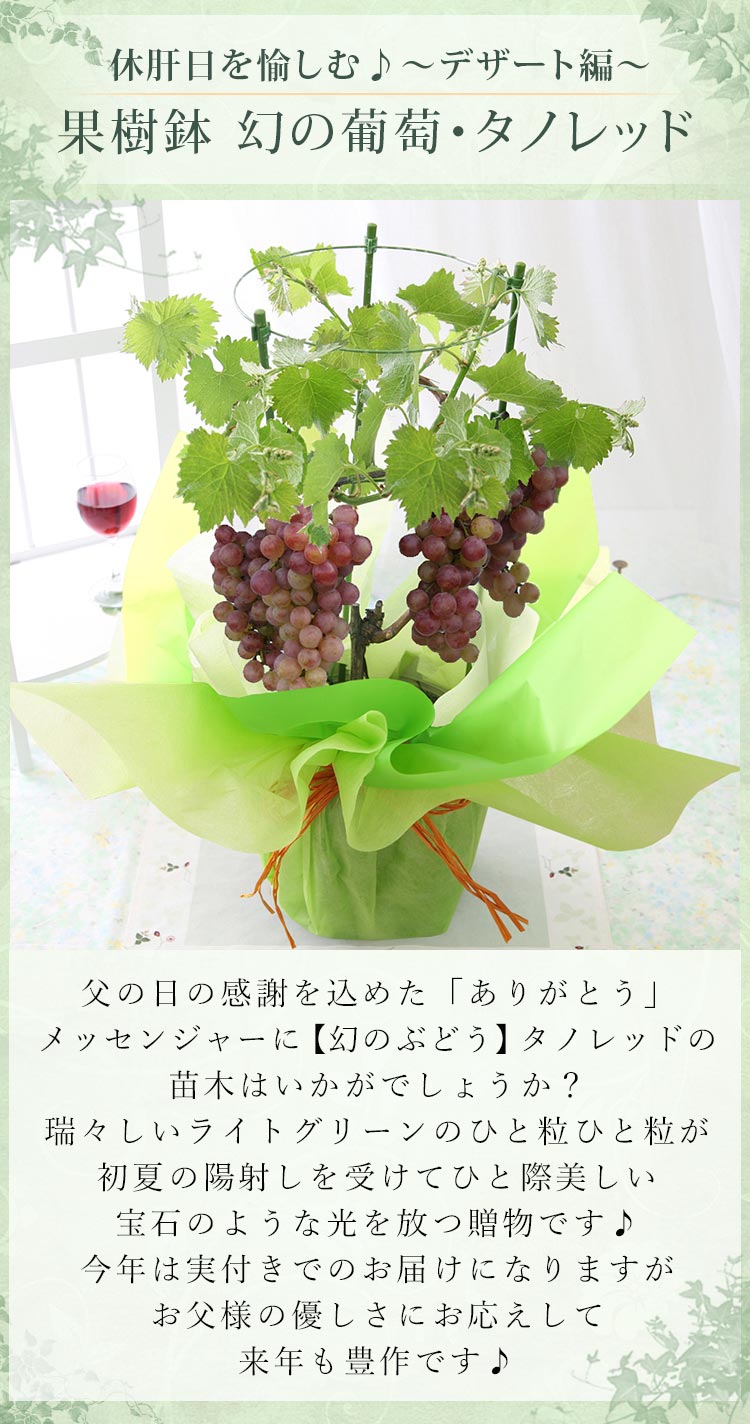 父の日 プレゼント ギフト 鉢植え 果樹鉢 植物 送料無料 休肝日を愉しむ〜デザート編〜果樹鉢・幻の葡萄「タノレッド」 ブドウ ぶどう 葡萄 フルーツ 楽天総合1位 メッセージカード付き イベントギフト 2024