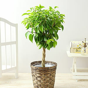 海外ブランドアウトレット通 楽天市場】観葉植物 ベンジャミン（種類（植物）ベンジャミン フィカス