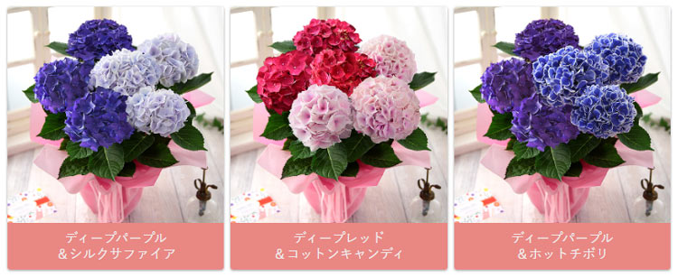 母の日 プレゼント【早割＆100円OFFクーポン】花 ギフト 鉢植え アジサイ 華やか2色植え 5号鉢 花鉢 鉢花 あじさい 紫陽花 送料無料 メッセージカード付き イベントギフトZ 2024