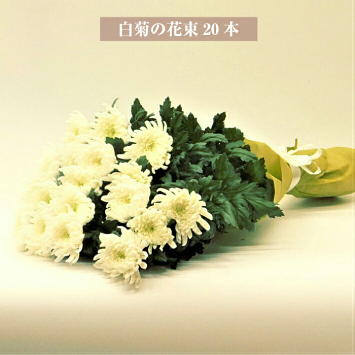 商品説明使用花材 スタンダードの白菊のみ、20本を束ねた花束です。 サイズ長さ約70cm※生のお花を使用していますので、大きさには個体差がございます。 お得なサービス 切り花長持液と取扱い説明書おつけします。ラッピング無料で承ります。メッセージカード 無料。カードの種類をお選びいただき、ご希望のメッセージを備考欄にご入力ください。（定型文もご用意しております） Point!白の菊のみの花束です。 お届けについて 送付先を関東・東海・信越・北陸・九州地方にされる場合、時間指定は14時以降をおすすめいたします。北海道・沖縄はお届けしていません。 ご用途 お供え　お悔やみ　仏式　白菊白菊の花束10本はこちら