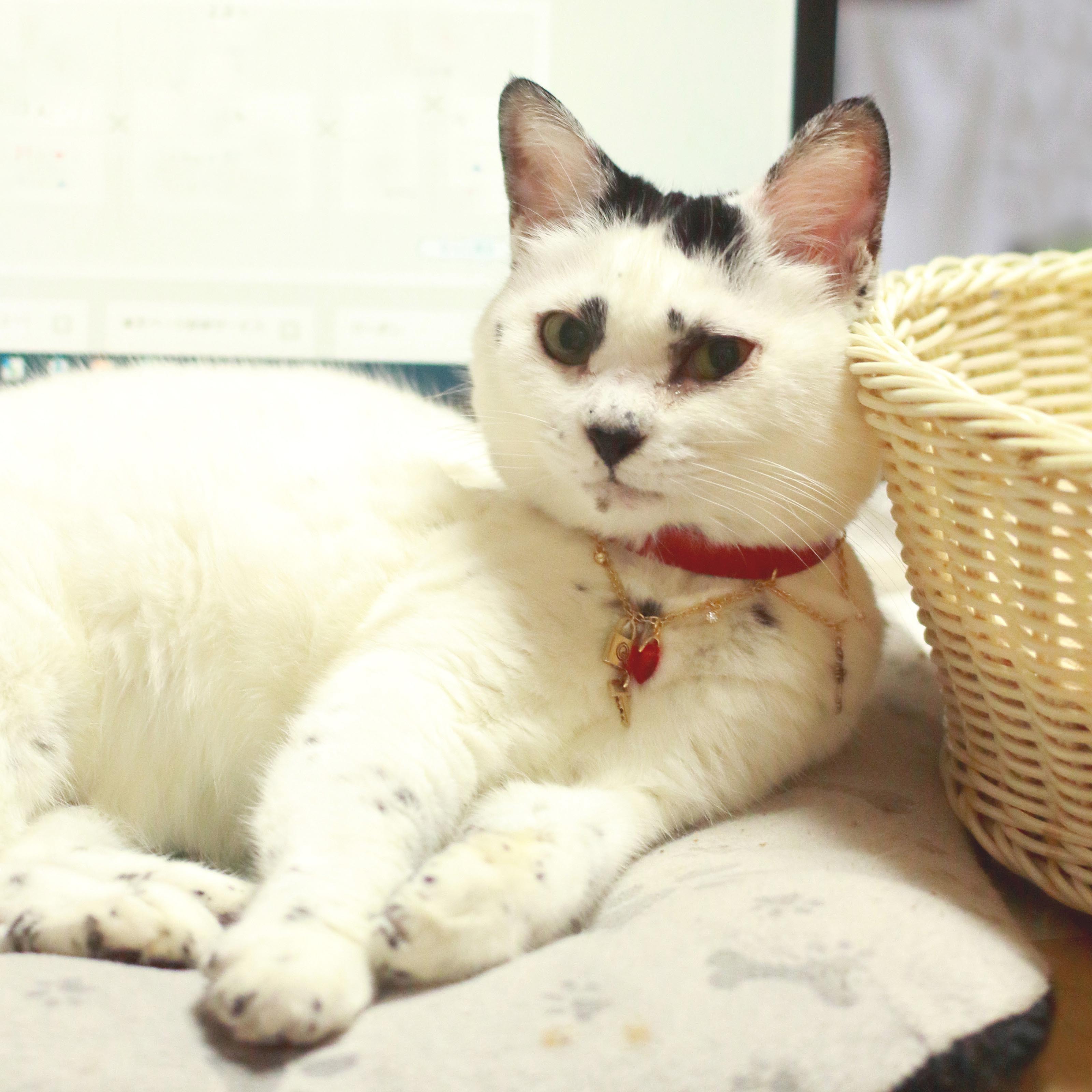 【送料無料◎おしゃれ首輪】 赤 猫用ネックレス ペット用アクセサリー 猫グッズ 猫モチーフ 猫雑貨 プレゼント ギフト かわいい おしゃれ プチギフト 記念日 お祝い ネコグッズ 猫好きの商品画像 3