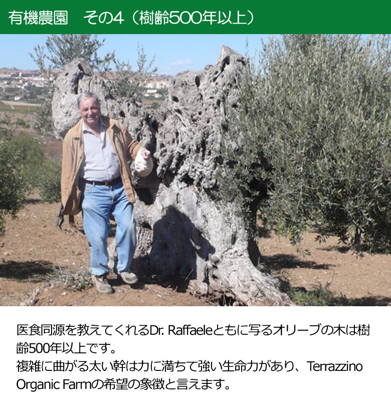 有機JASオーガニックオリーブオイルの有機農園その5(収獲)