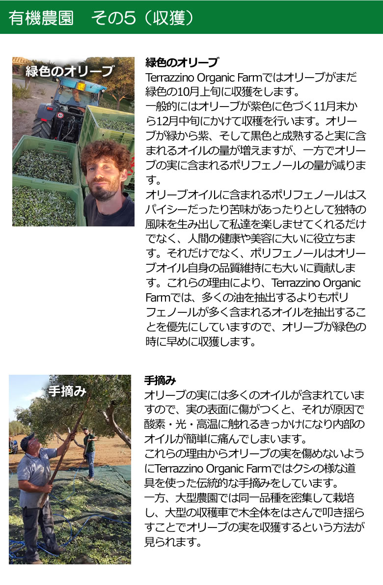 有機JASオーガニックオリーブオイルの製造工程