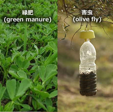 有機JASオーガニックオリーブオイルの有機農園その3(複数の農作物)
