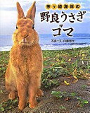 茅ヶ崎海岸の野良うさぎ ゴマ 内藤 雅光【中古】