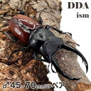 最大亜種【DDA】アローコクワ (リエン) 成虫 ♂45~70mmUP ペア プレゼント付き dda クワガタ 生体